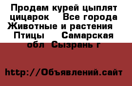 Продам курей цыплят,цицарок. - Все города Животные и растения » Птицы   . Самарская обл.,Сызрань г.